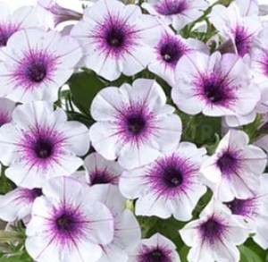 capella purple vein222_300x300